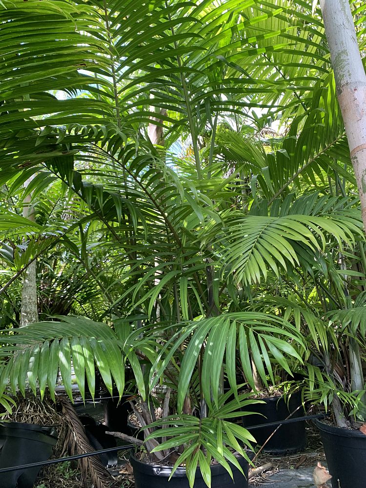 dypsis-cabadae-cabada-palm