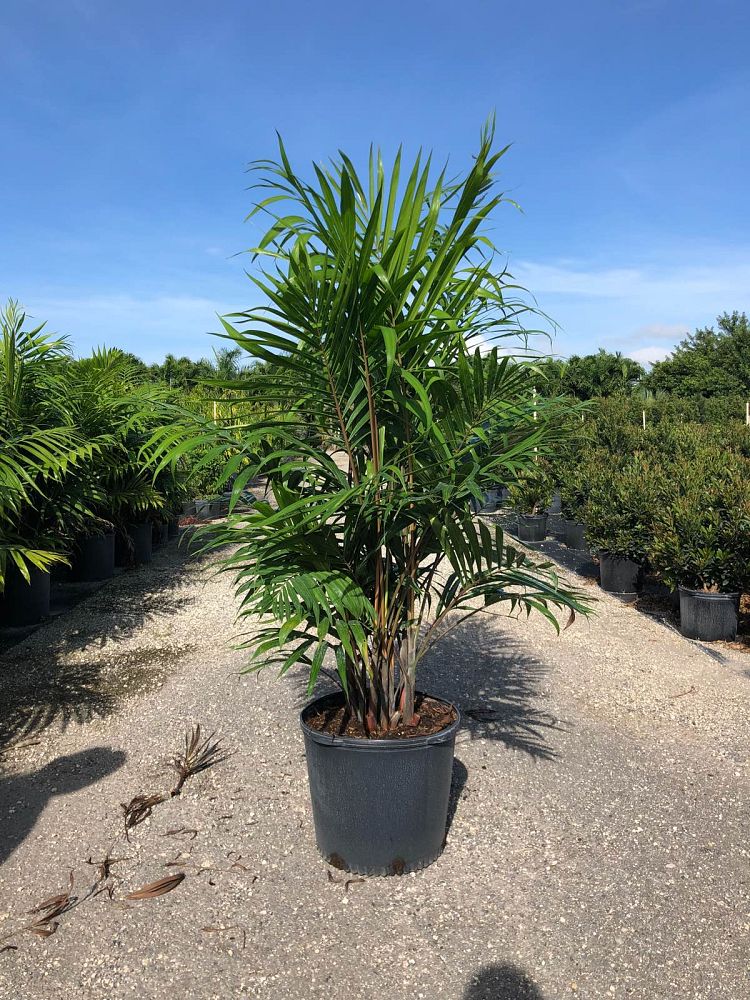 dypsis-cabadae-cabada-palm