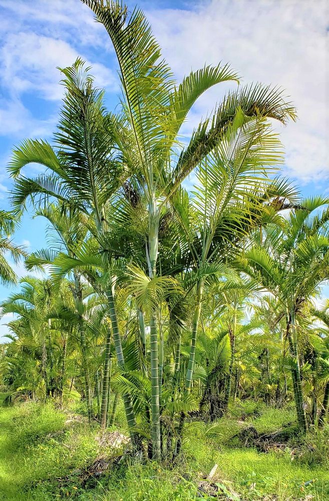 Specimens Galore Inc