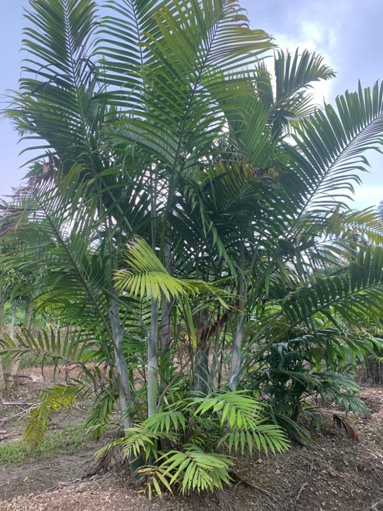 dypsis-cabadae-cabada-palm