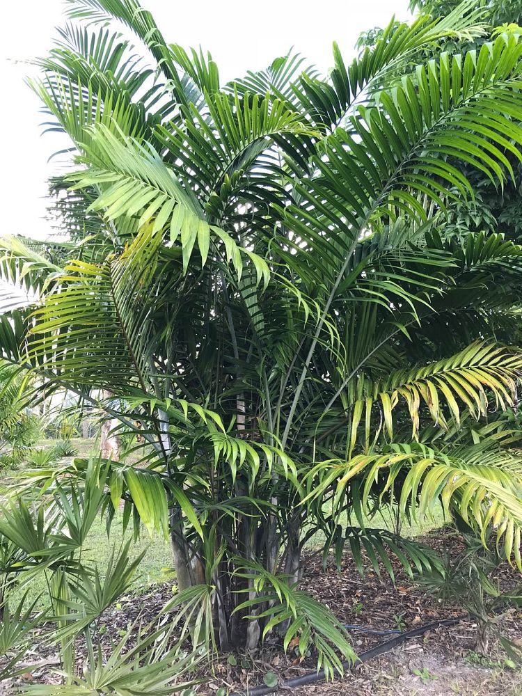 dypsis-cabadae-cabada-palm