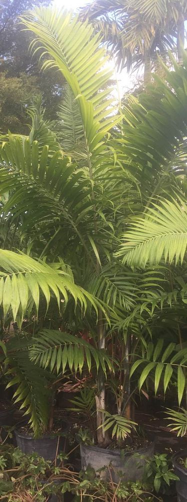 dypsis-cabadae-cabada-palm