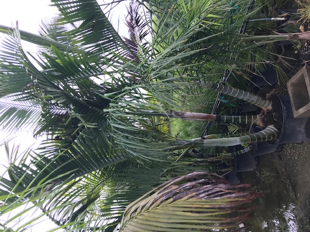 dypsis-cabadae-cabada-palm