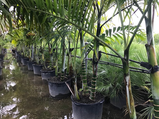 dypsis-cabadae-cabada-palm