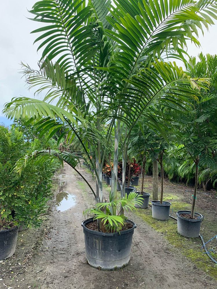 dypsis-cabadae-cabada-palm