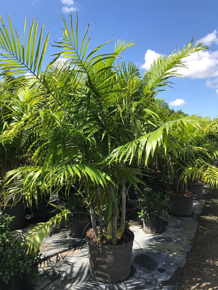 dypsis-cabadae-cabada-palm