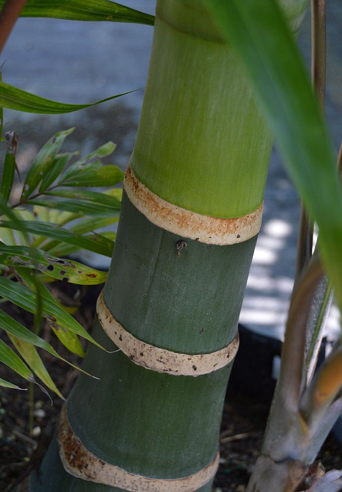 dypsis-cabadae-cabada-palm