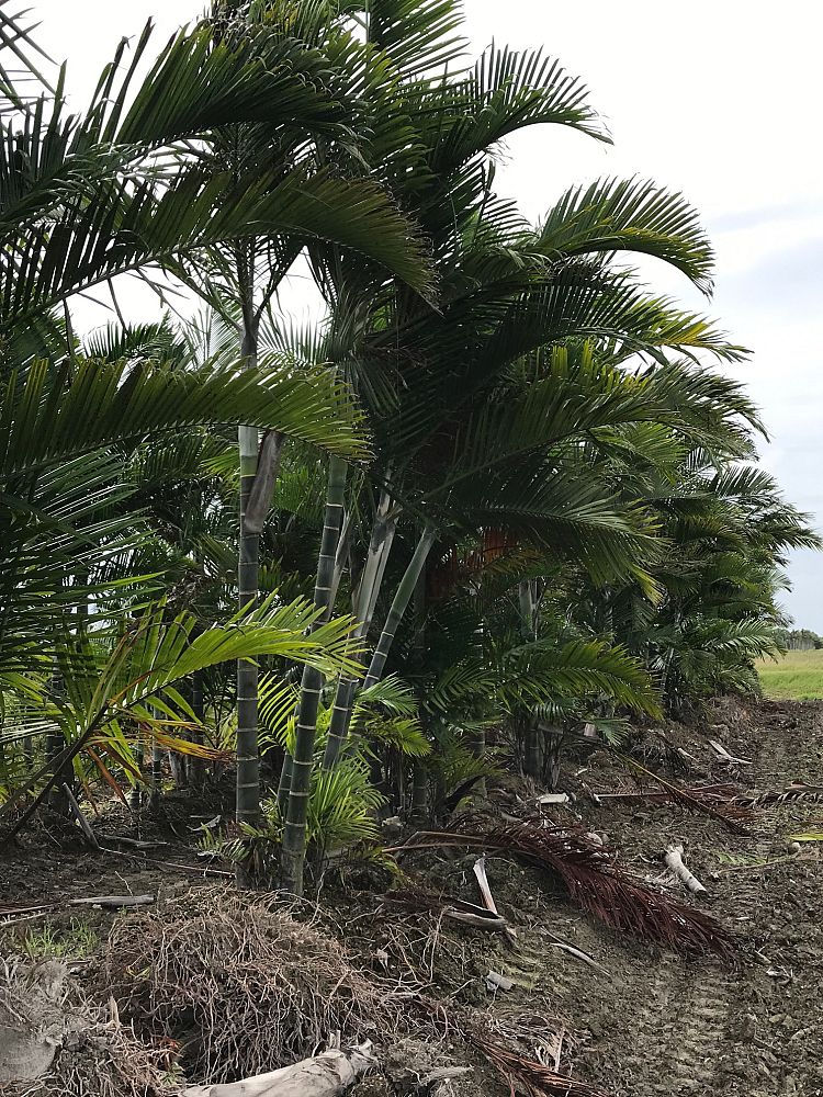 dypsis-cabadae-cabada-palm