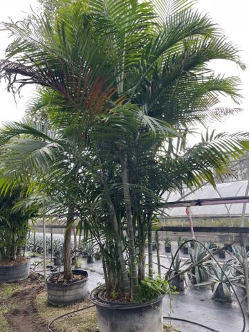 dypsis-cabadae-cabada-palm
