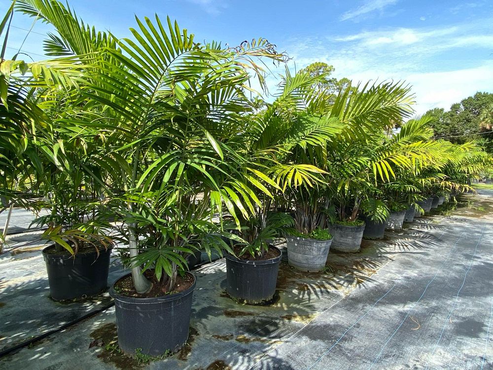 dypsis-cabadae-cabada-palm