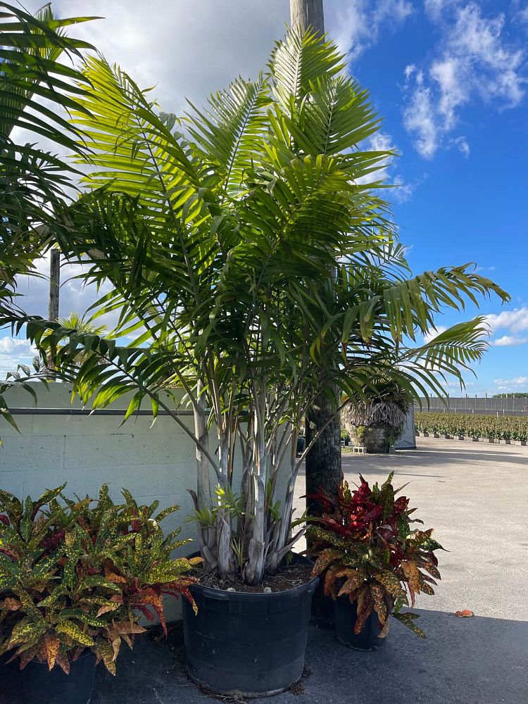 dypsis-cabadae-cabada-palm