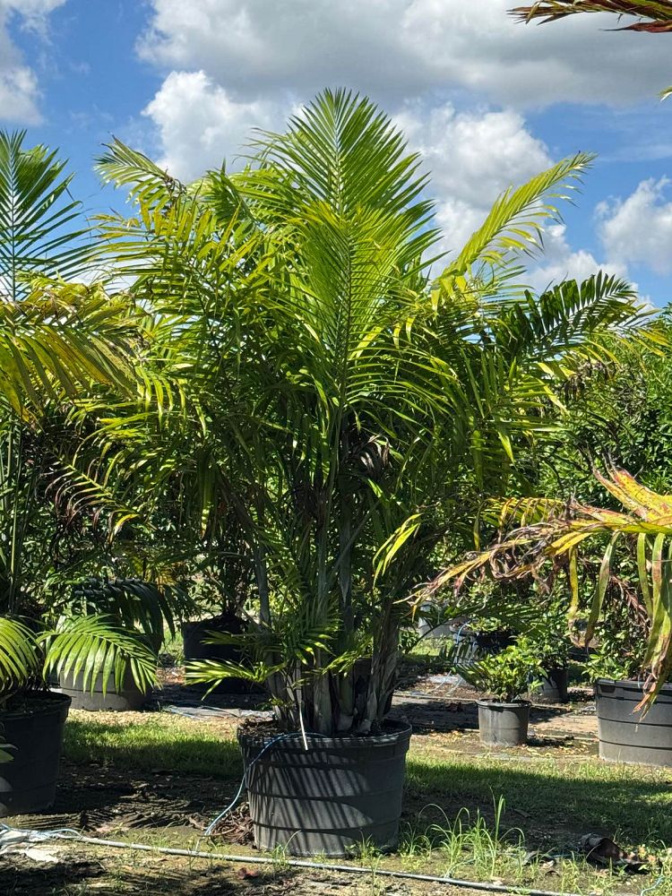 dypsis-cabadae-cabada-palm