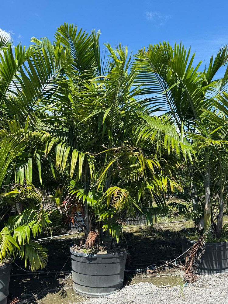 dypsis-cabadae-cabada-palm