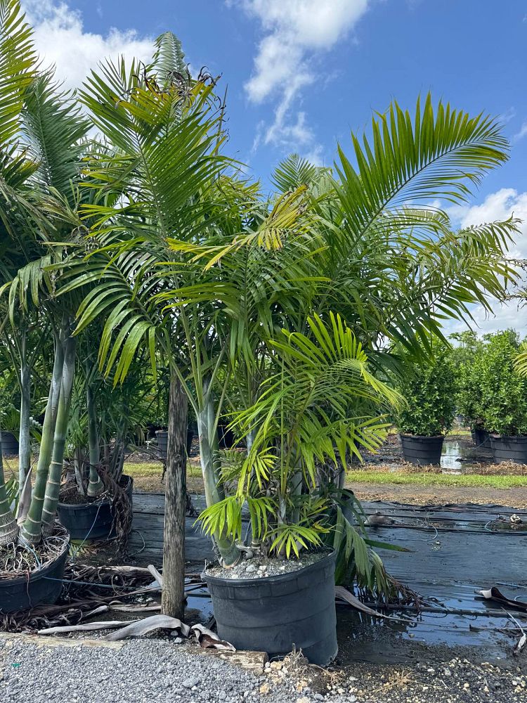 dypsis-cabadae-cabada-palm