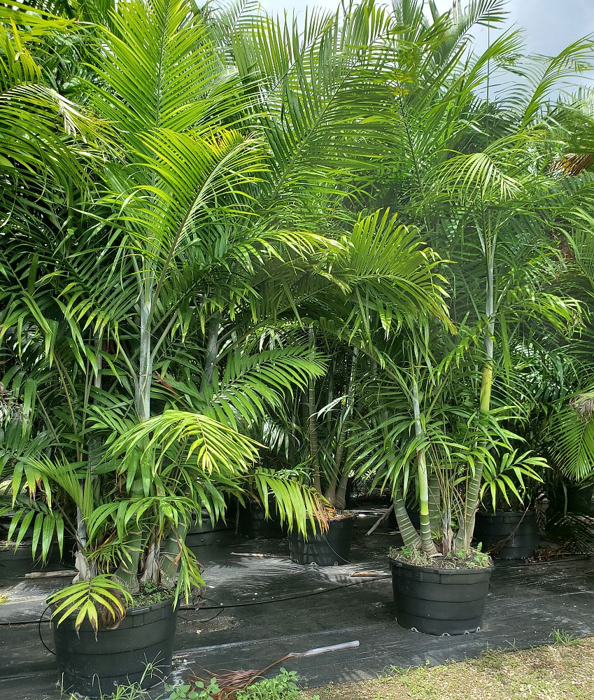 dypsis-cabadae-cabada-palm