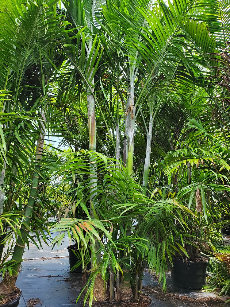 dypsis-cabadae-cabada-palm