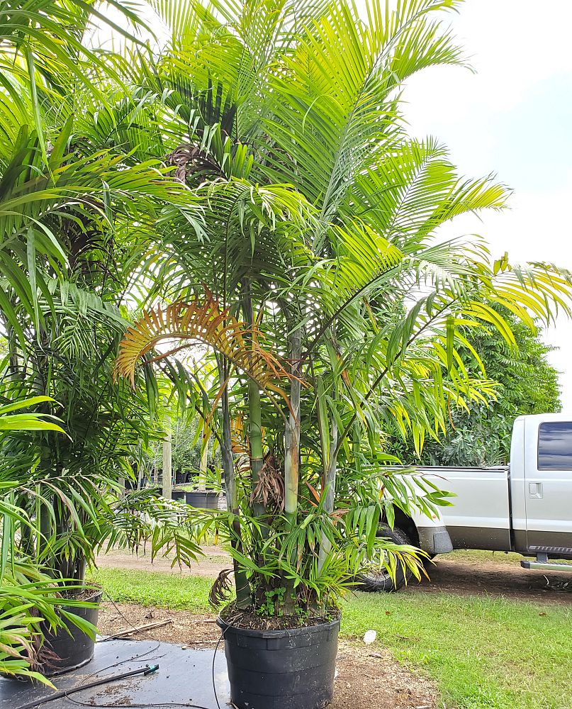 dypsis-cabadae-cabada-palm