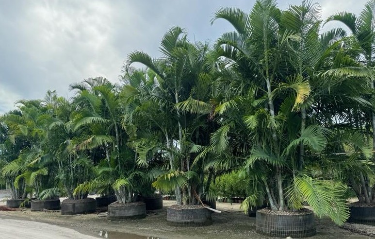 dypsis-cabadae-cabada-palm