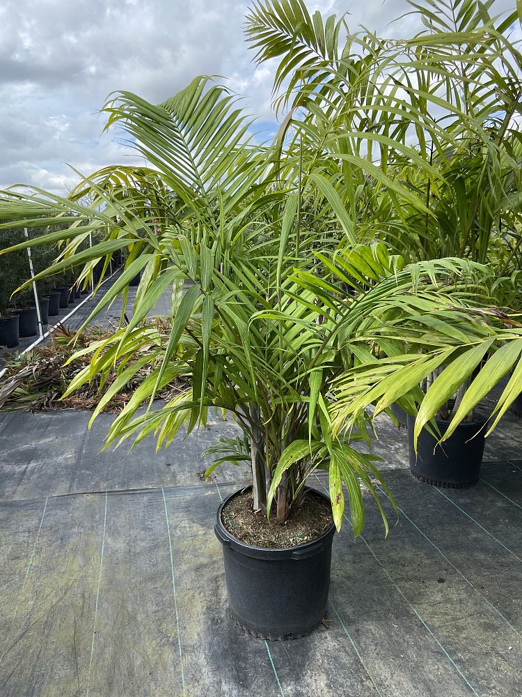 dypsis-cabadae-cabada-palm