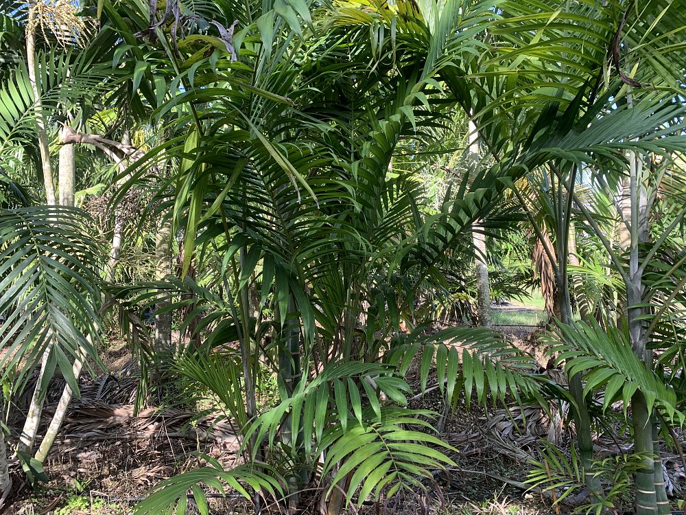 dypsis-cabadae-cabada-palm