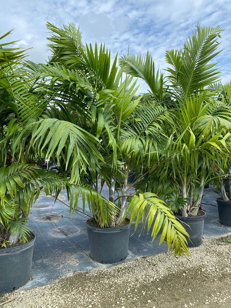 dypsis-cabadae-cabada-palm