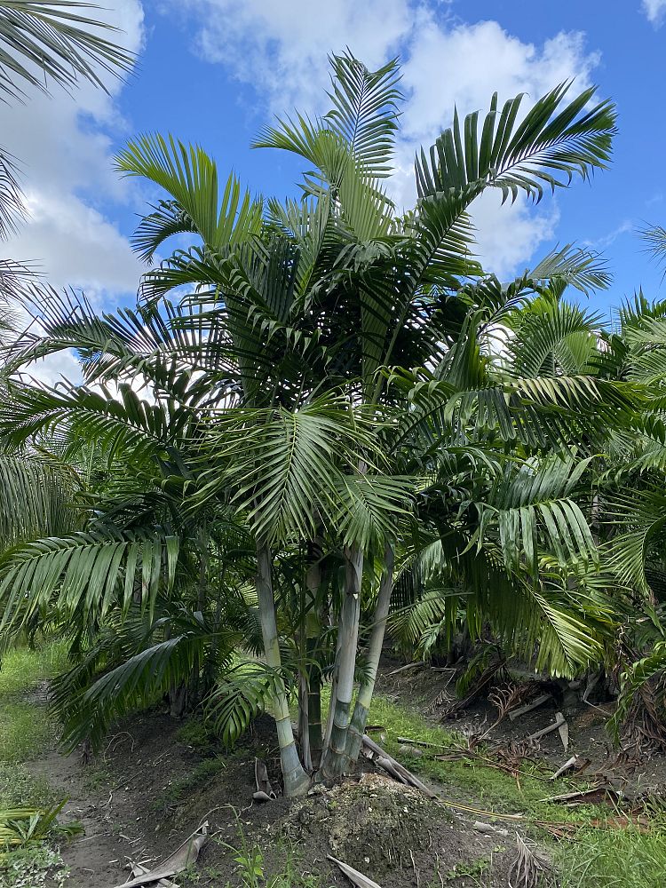 dypsis-cabadae-cabada-palm