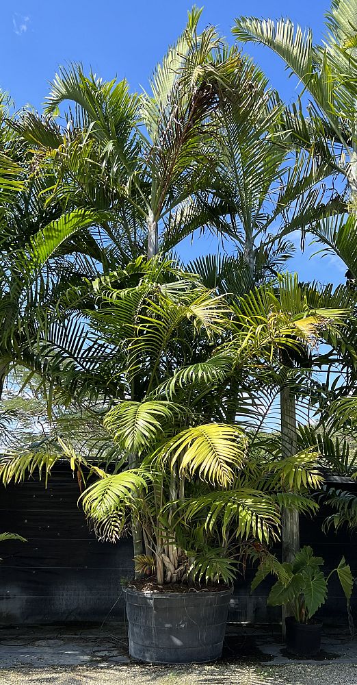 dypsis-cabadae-cabada-palm