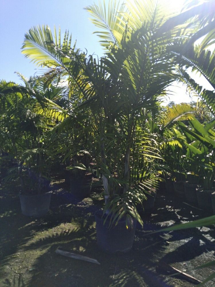 dypsis-cabadae-cabada-palm