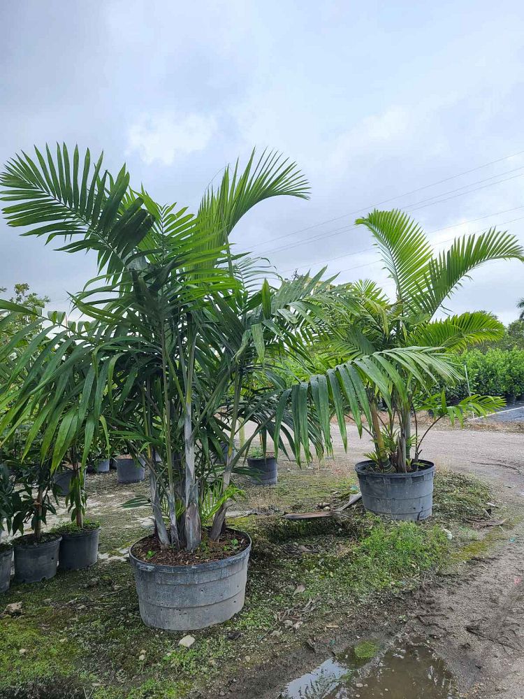 dypsis-cabadae-cabada-palm