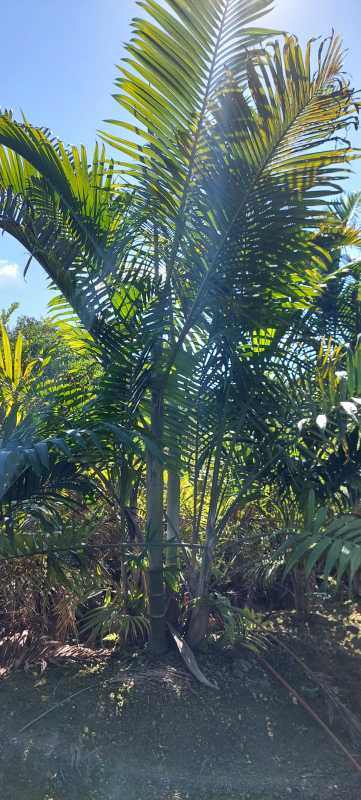 dypsis-cabadae-cabada-palm