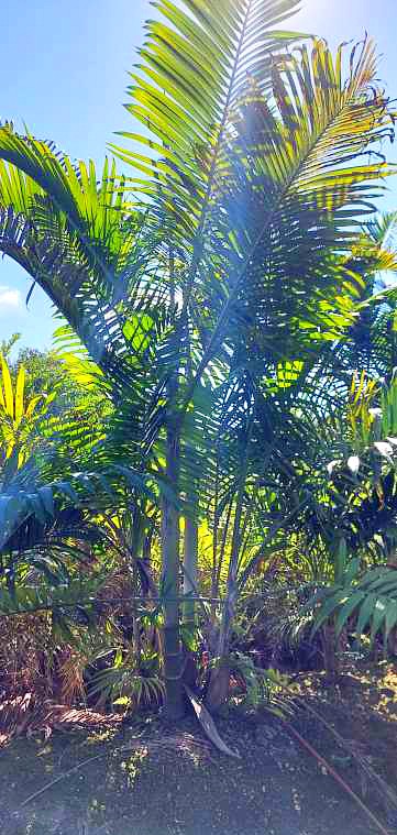 dypsis-cabadae-cabada-palm