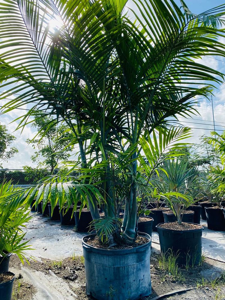 dypsis-cabadae-cabada-palm