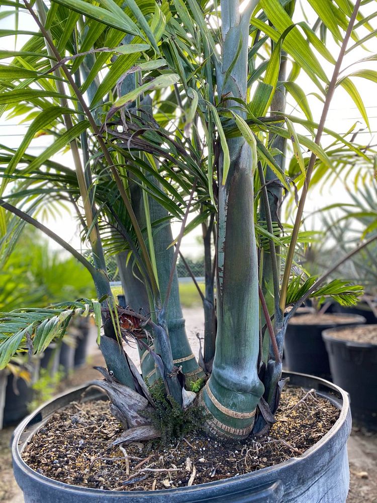 dypsis-cabadae-cabada-palm