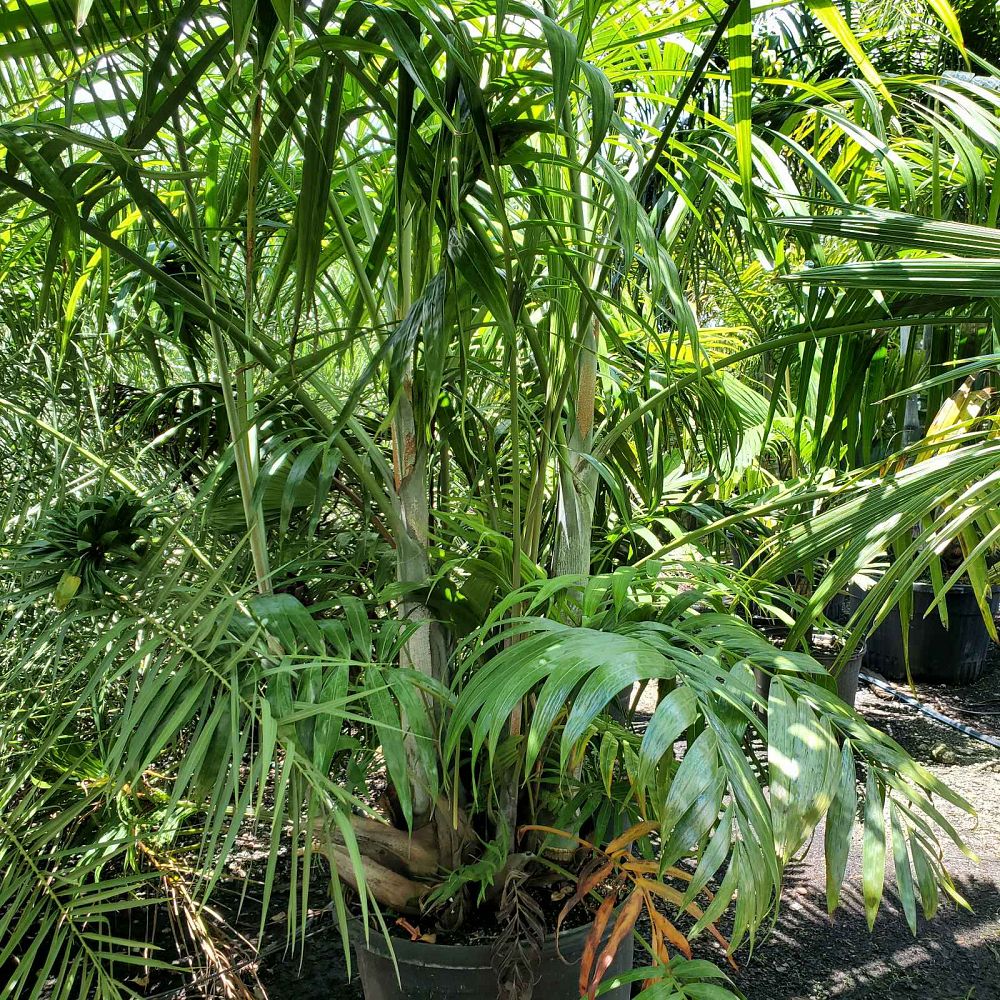 dypsis-cabadae-cabada-palm