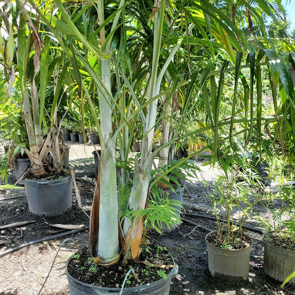 dypsis-cabadae-cabada-palm