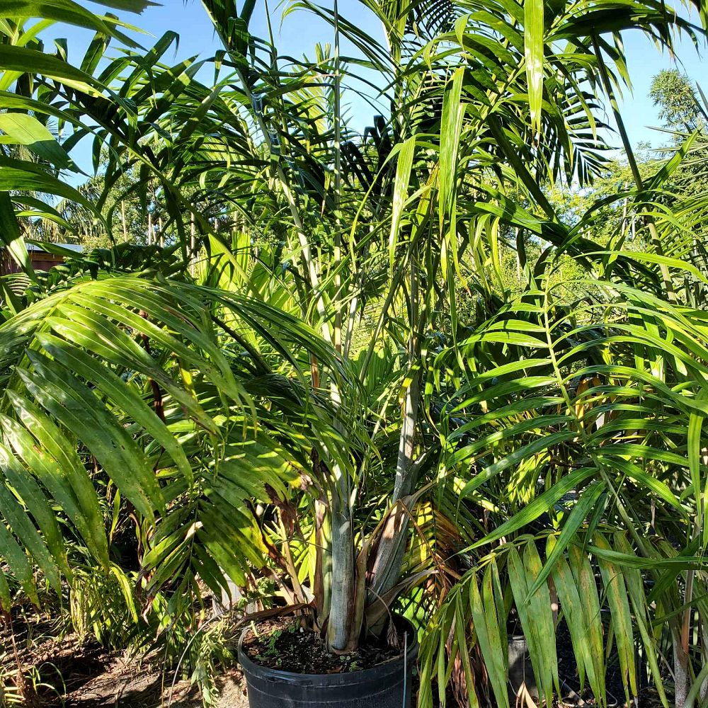 dypsis-cabadae-cabada-palm