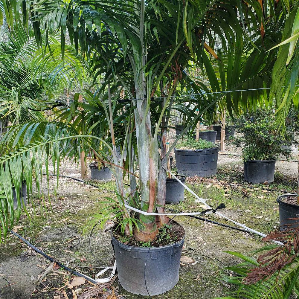 dypsis-cabadae-cabada-palm
