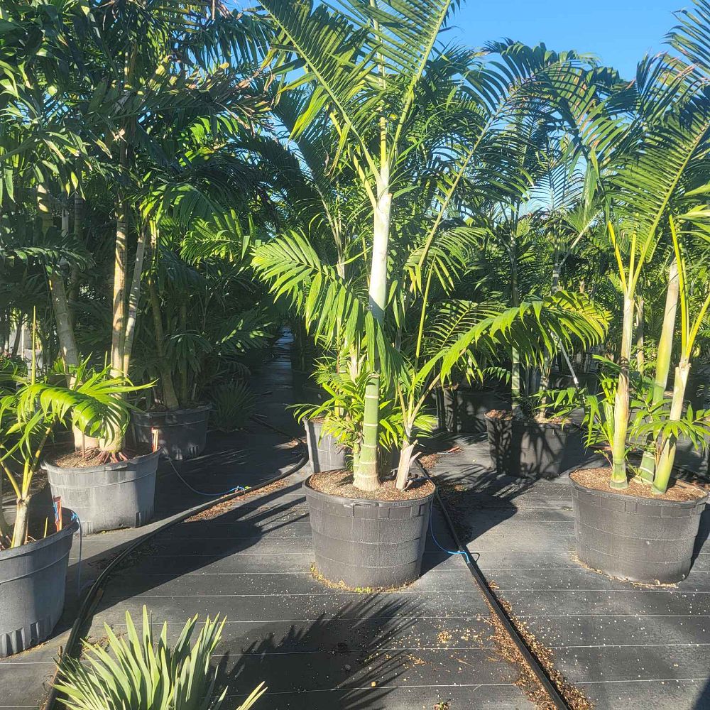 dypsis-cabadae-cabada-palm