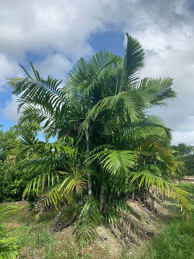 dypsis-cabadae-cabada-palm