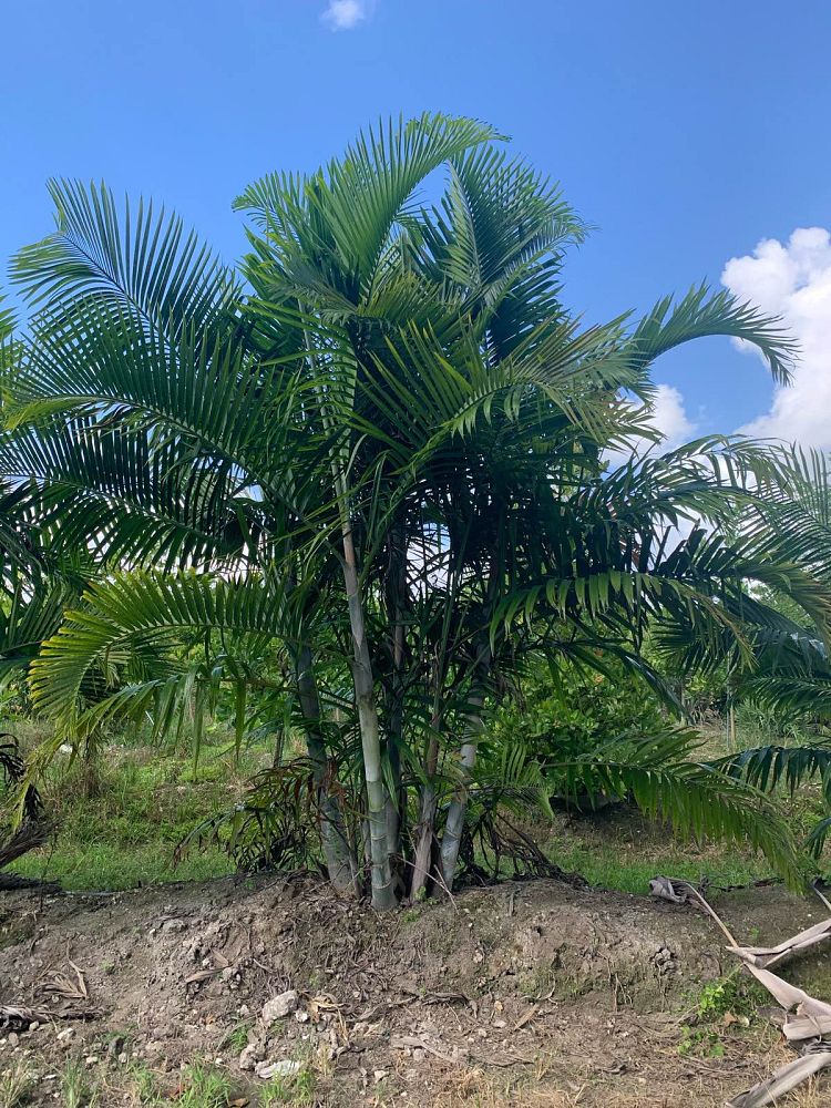 dypsis-cabadae-cabada-palm