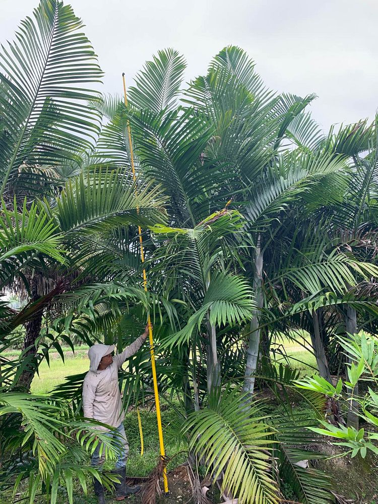 dypsis-cabadae-cabada-palm