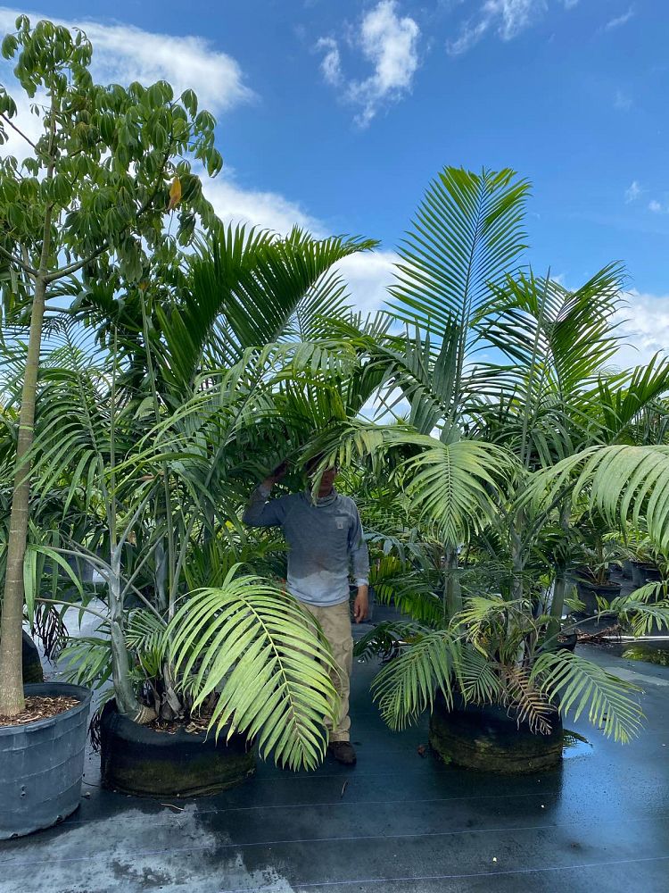 dypsis-cabadae-cabada-palm