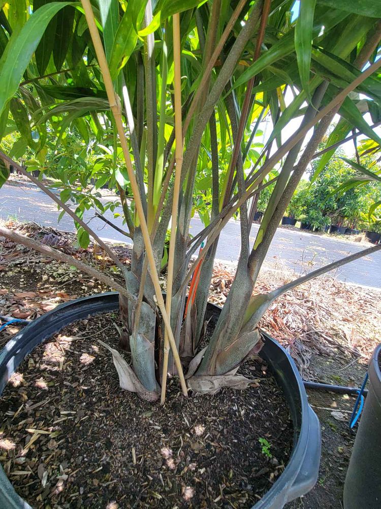 dypsis-cabadae-cabada-palm