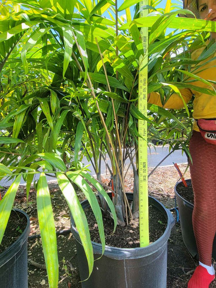 dypsis-cabadae-cabada-palm