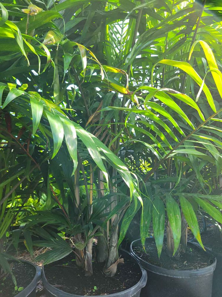 dypsis-cabadae-cabada-palm