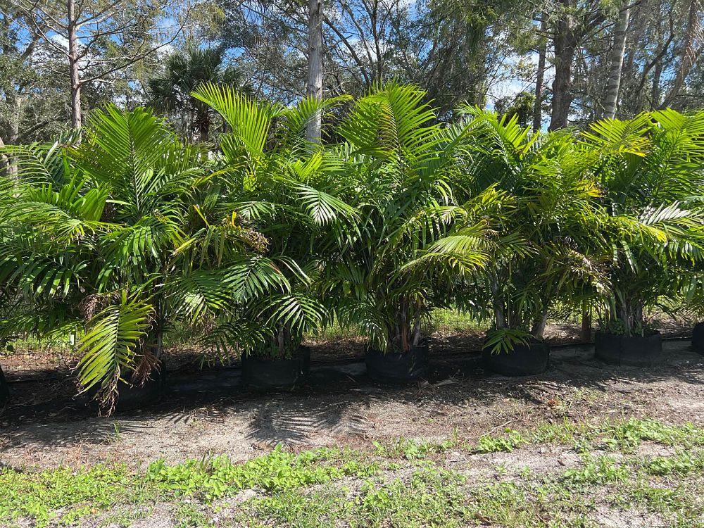 dypsis-cabadae-cabada-palm