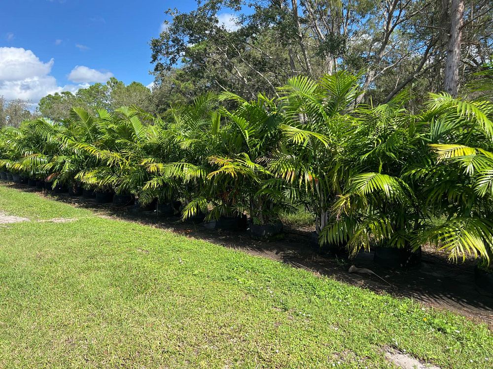 dypsis-cabadae-cabada-palm