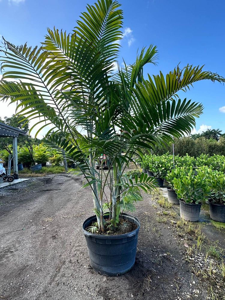 dypsis-cabadae-cabada-palm