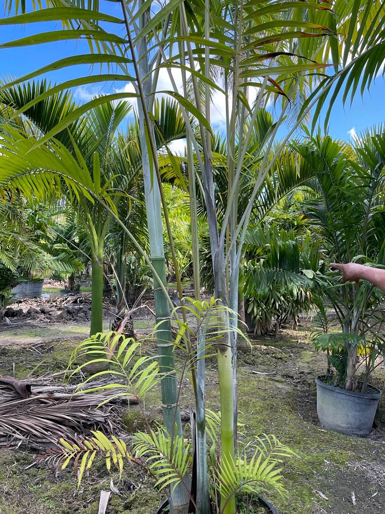 dypsis-cabadae-cabada-palm