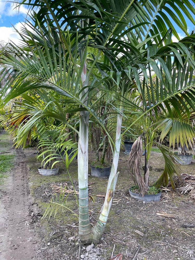 dypsis-cabadae-cabada-palm